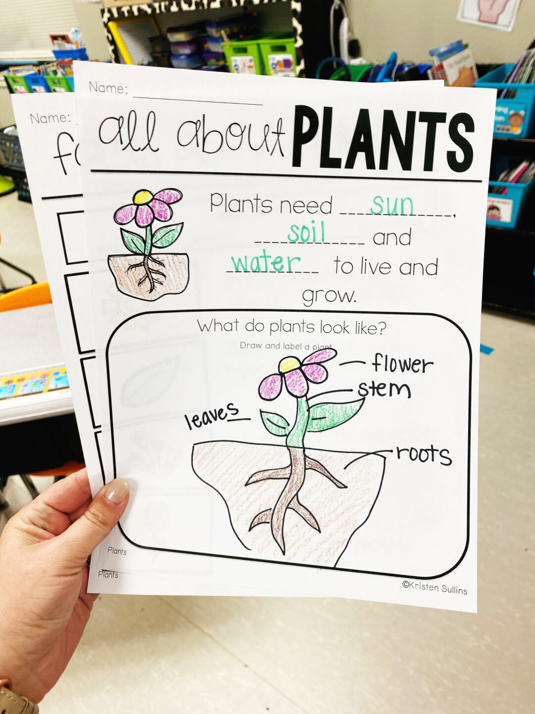 Plant Activities for First Grade - Kristen Sullins Teaching