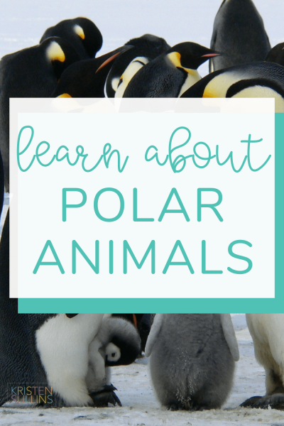 Polar animals Blog Post